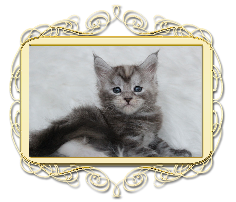 Born-Grand-pitomnik-mejn-kunov-prodaga-koshek