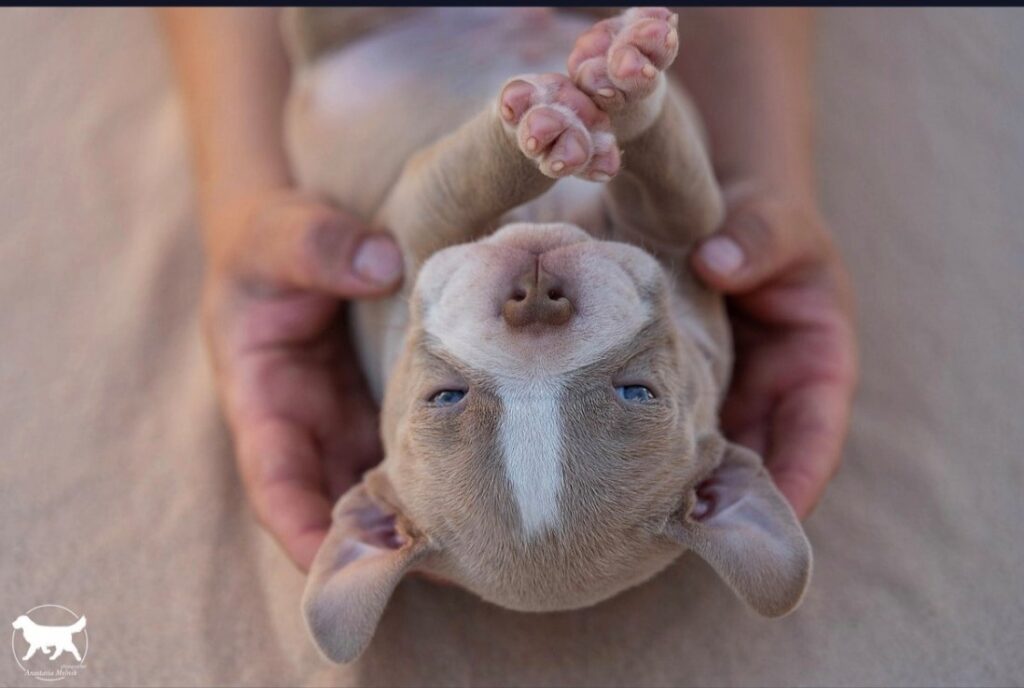 Bully-Team-pitomnik-bulli-kupit-shhenkov