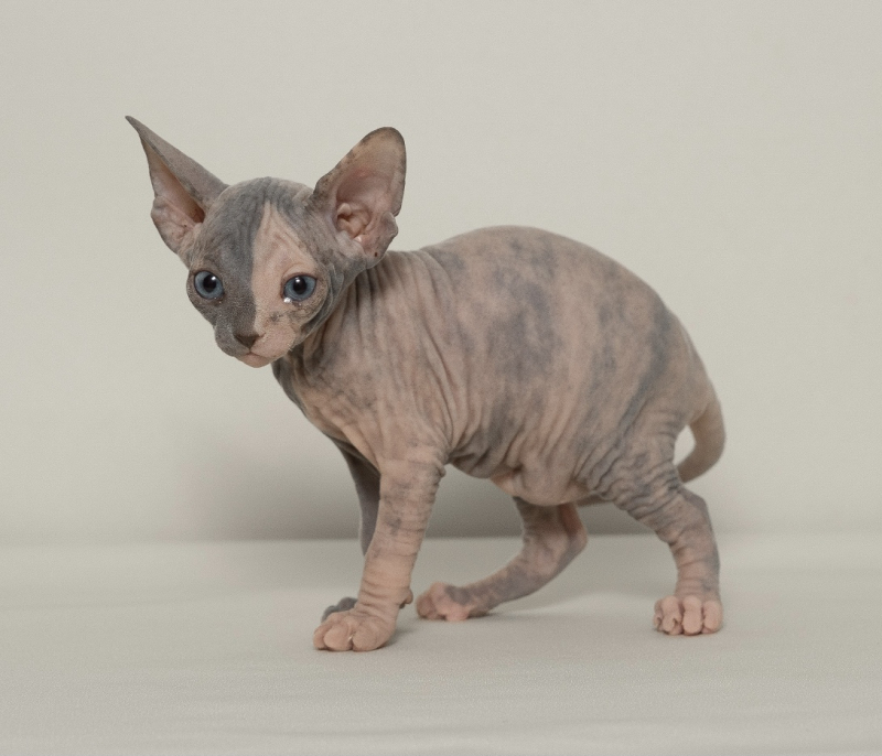 Canadavillage-pitomnik-kanadskih-sfinksov-kupit-kota