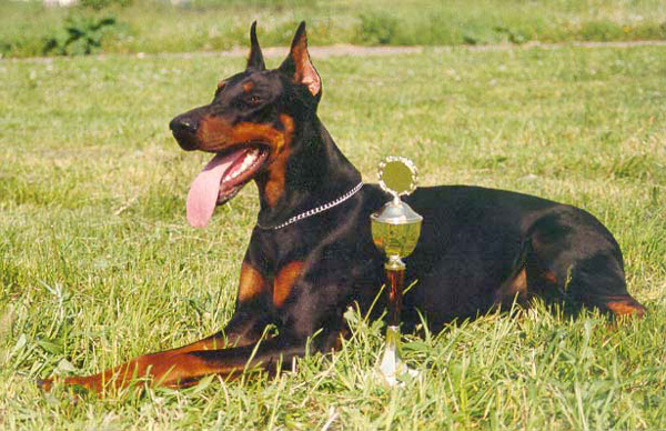 Den-Smail-pitomnik-dobermanov-prodaga-shhenkov