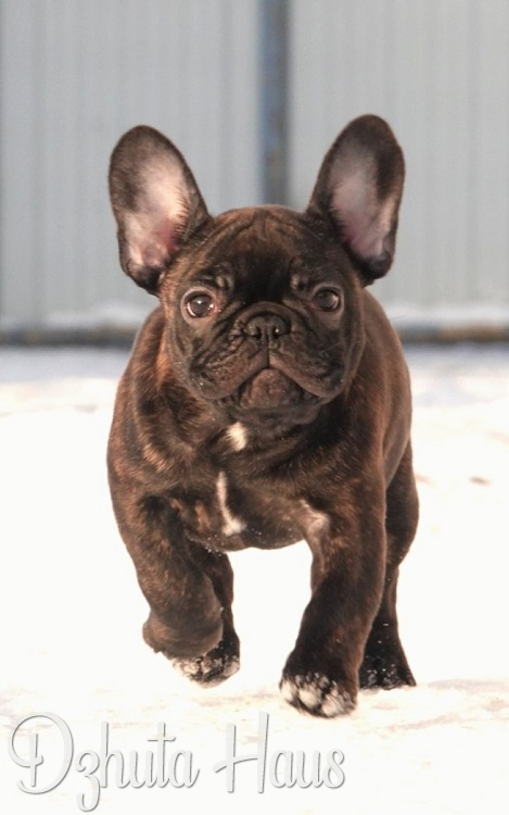 DzhutaHous-pitomnik-francuzskih-buldogov-kupit-shhenka