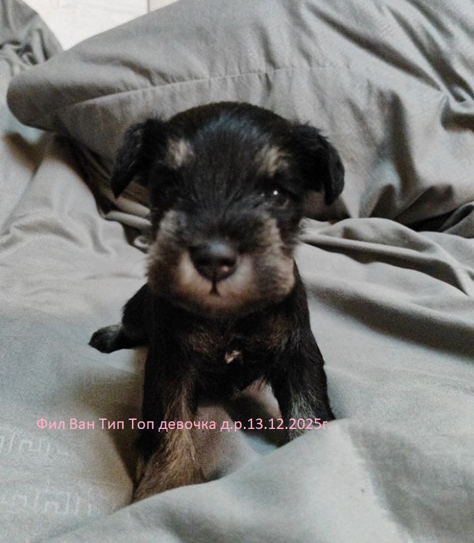 Fil-Van-TIP-TOP-pitomnik-cvergshnaucer-prodaga-shhenkov