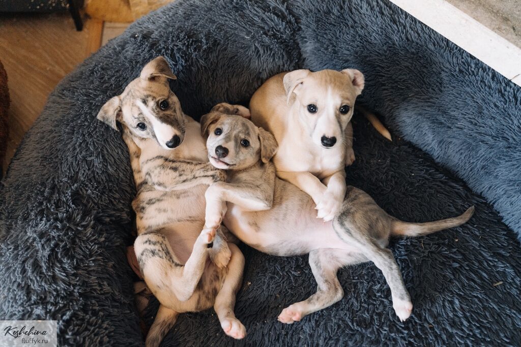 Fire-Field-pitomnik-uippetov-prodaga-sobak