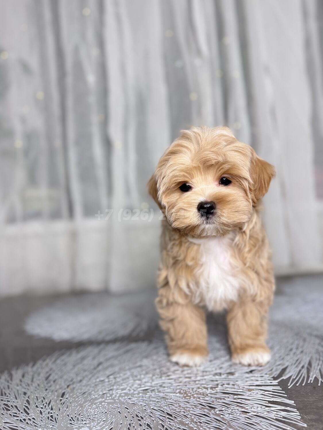 Fortune-Star-pitomnik-maltipu-kupit-sobak-1