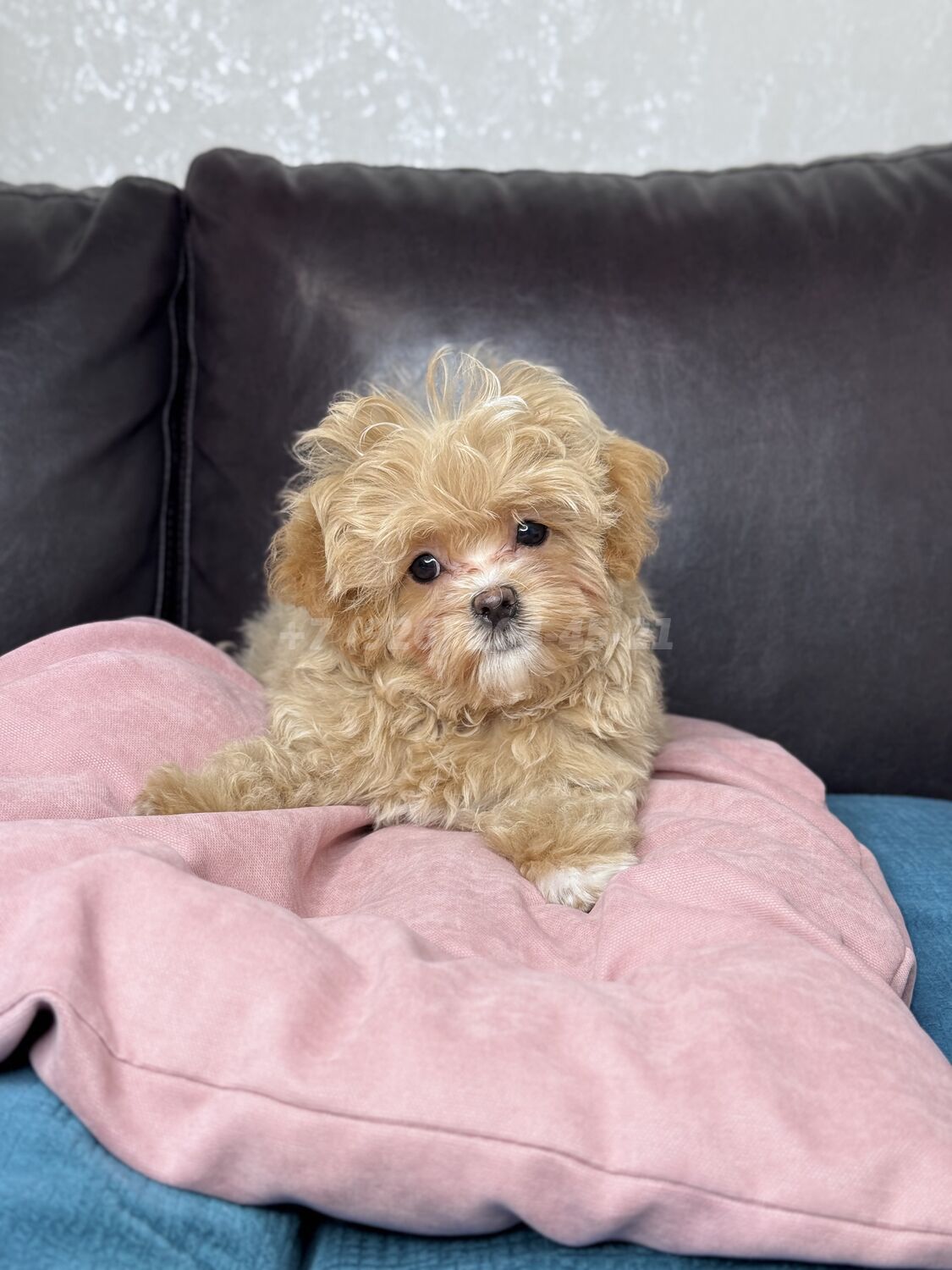 Fortune-Star-pitomnik-maltipu-kupit-sobaku