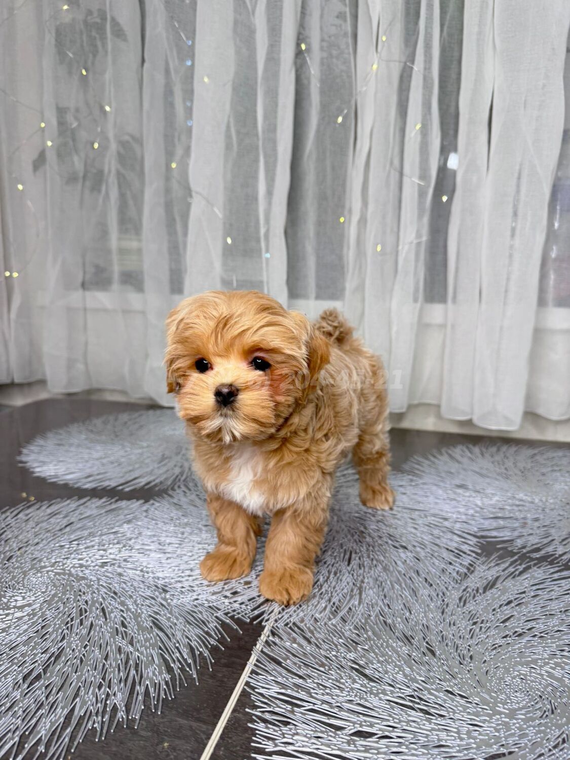 Fortune-Star-pitomnik-maltipu-prodaga-shhenka