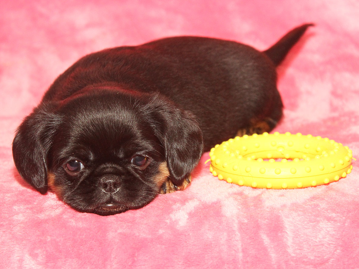 GOLD-NAVIGATOR-pitomnik-uriffonov-kupit-shhenka-1