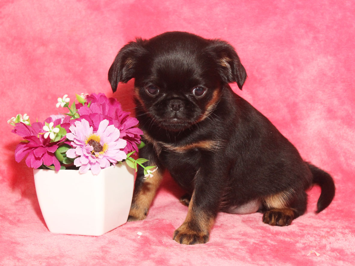 GOLD-NAVIGATOR-pitomnik-uriffonov-kupit-sobak