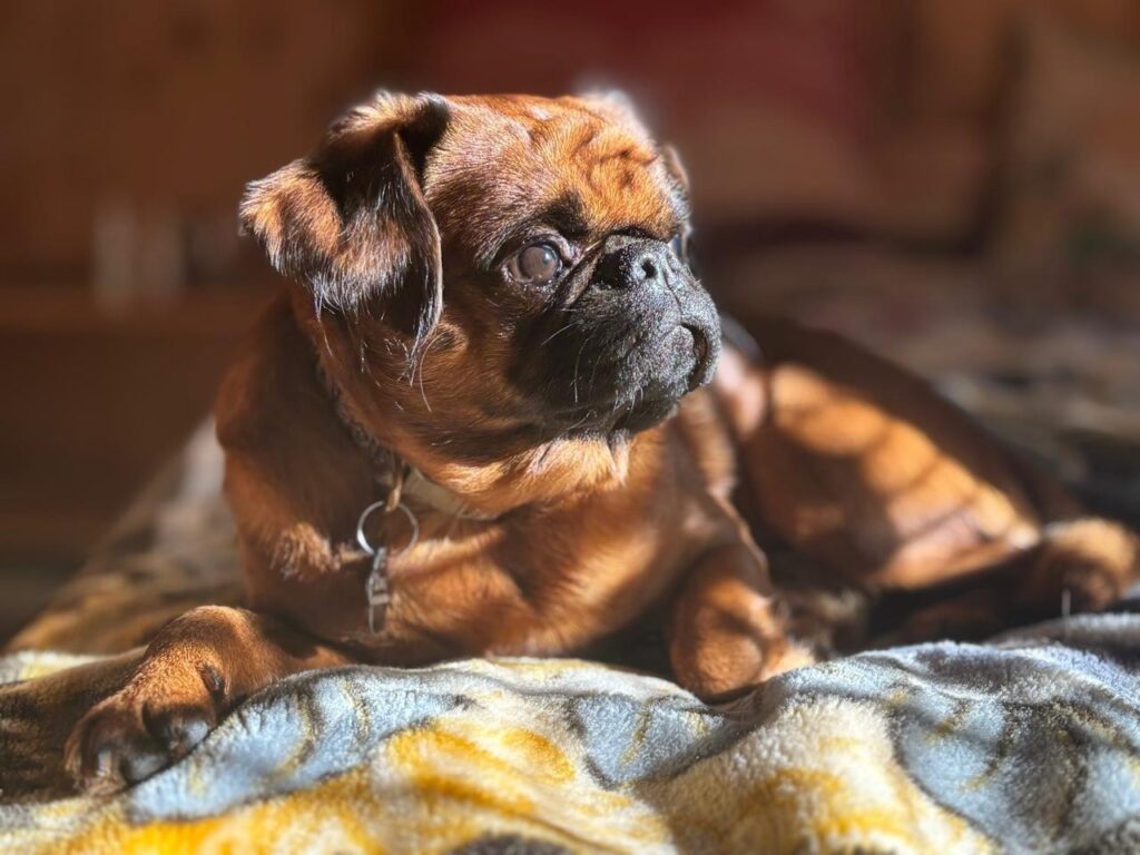 GOLD-NAVIGATOR-pitomnik-uriffonov-prodaga-shhenka