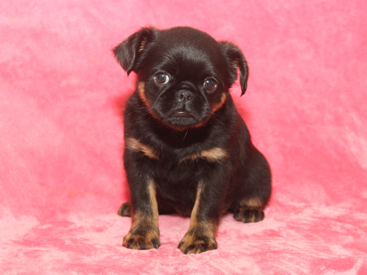 GOLD-NAVIGATOR-pitomnik-uriffonov-prodaga-shhenkov