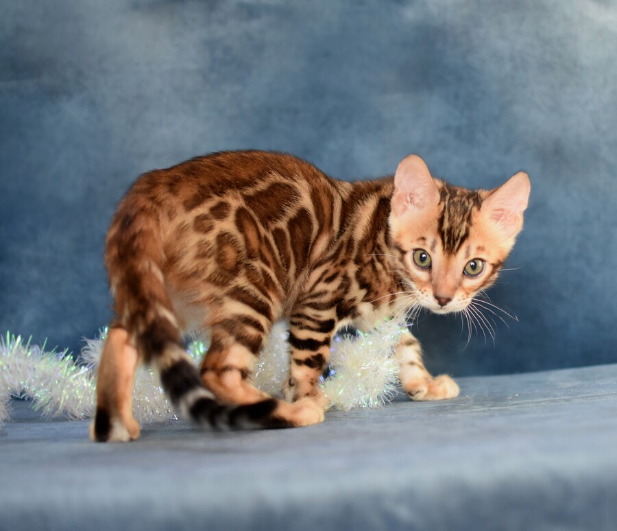 GREENSTYLE-pitomnik-bengalskih-koshek-objavlenie-o-prodage-kotyat