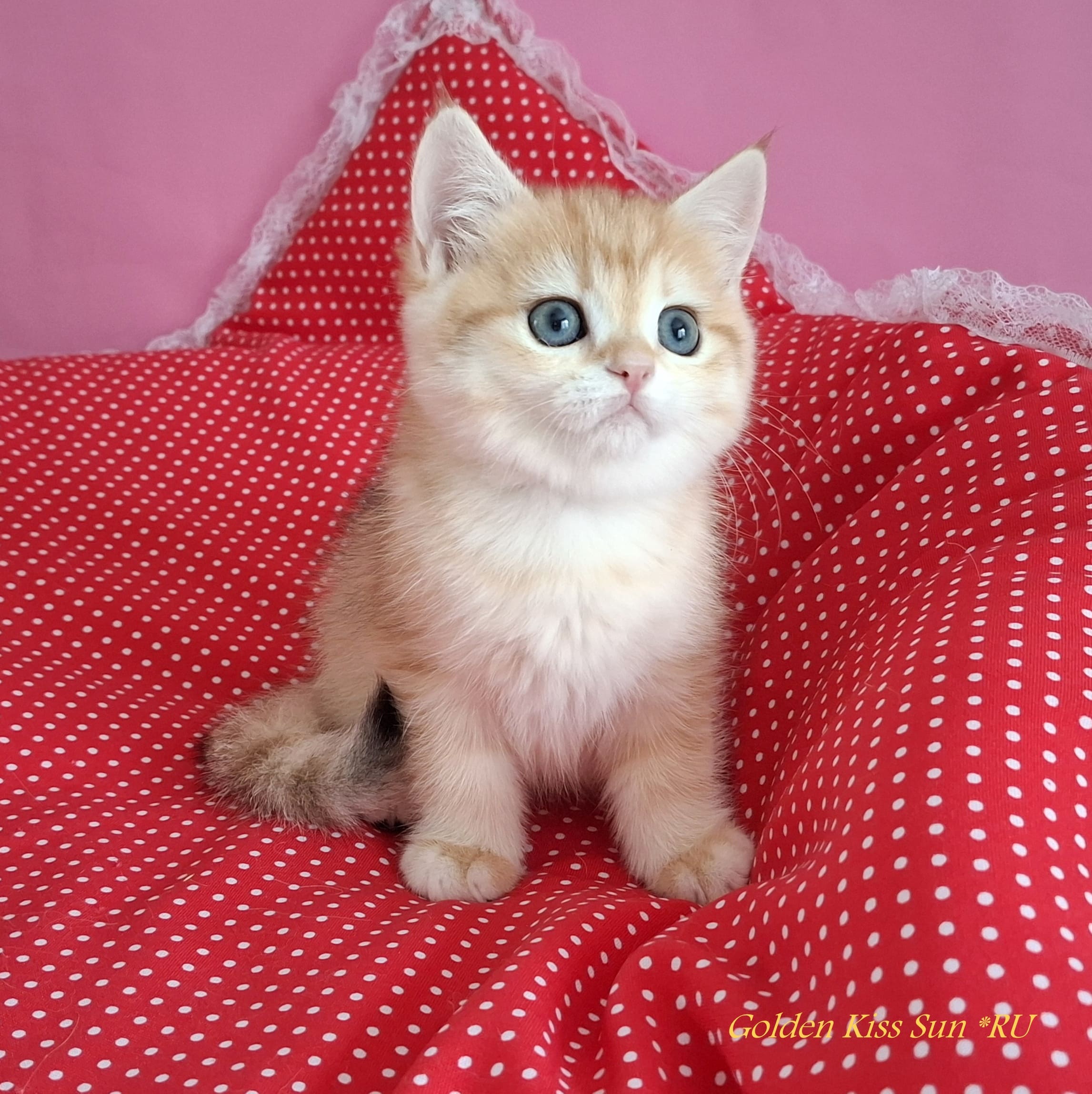 Golden-Kiss-pitomnik-britanskih-koshek-prodaga-koshek