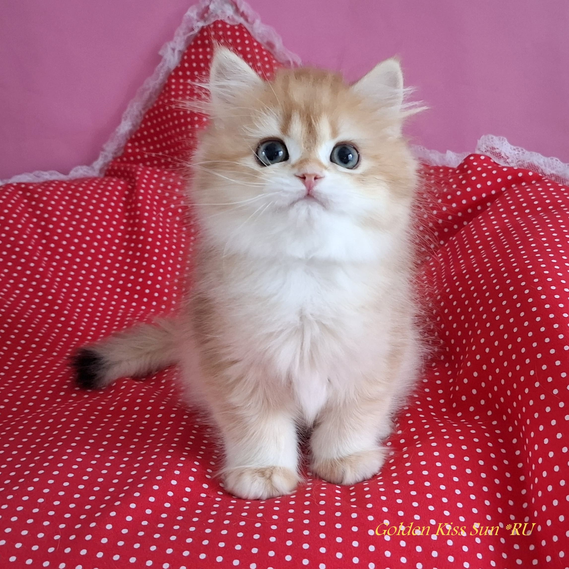 Golden-Kiss-pitomnik-britanskih-koshek-prodaga-kotenka-1