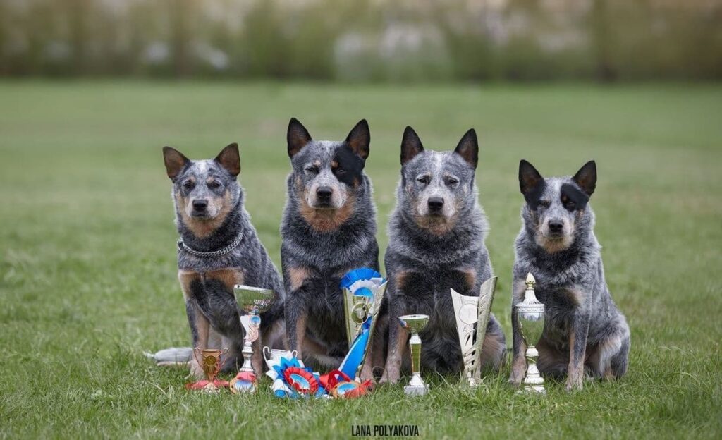 Great-Gardarika-pitomnik-avstralijskih-hilerov-prodaga-shhenka