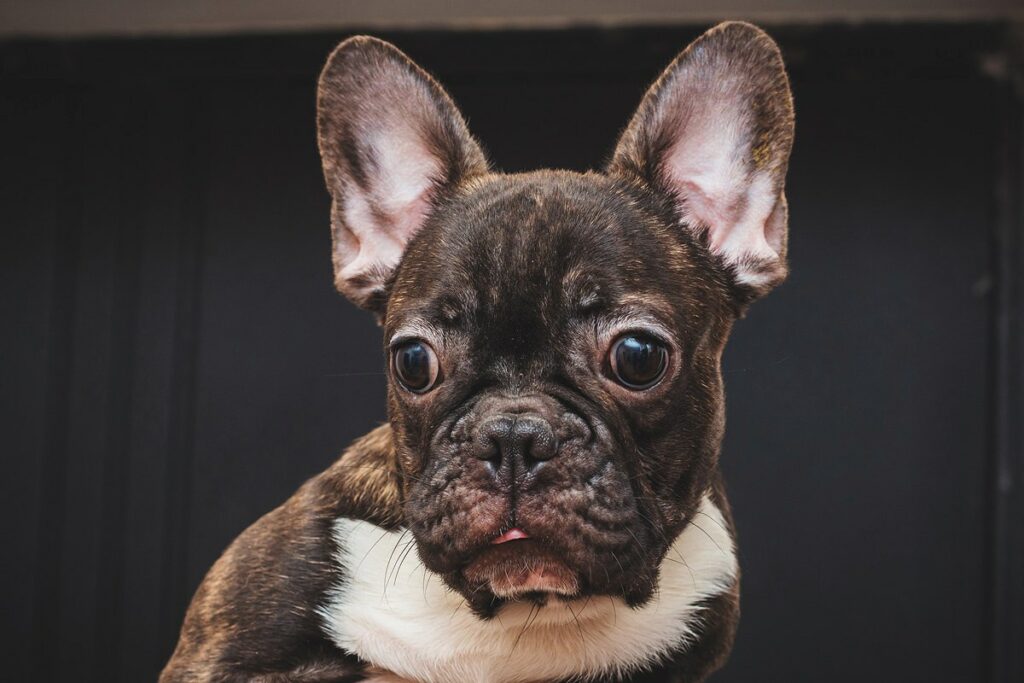 KOBZEV-BullZ-itomnik-francuzskih-buldogov-prodaga-shhenkov-1