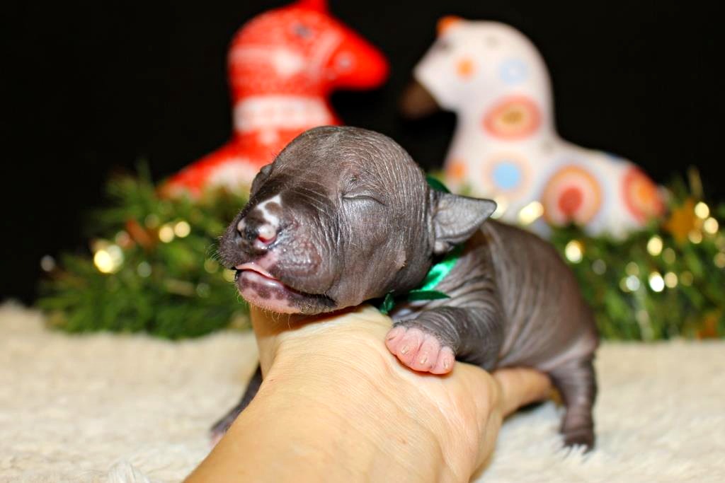 Kinich-Ahau-pitomnik-ksoloinckuintli-prodaga-shhenka-1