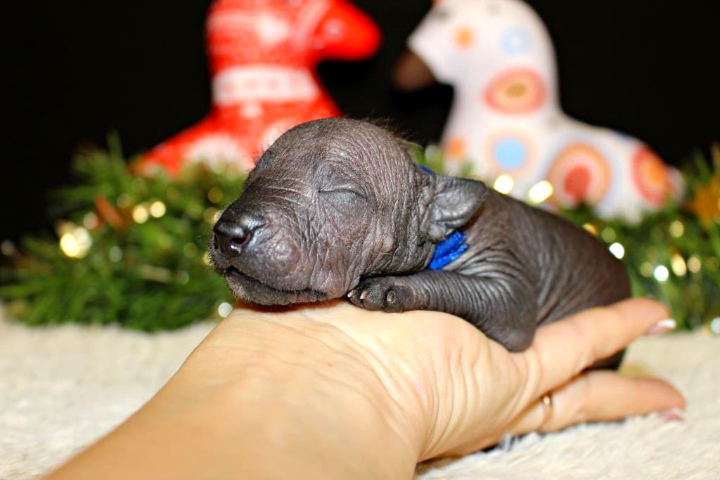 Kinich-Ahau-pitomnik-ksoloinckuintli-prodaga-sobaki-3