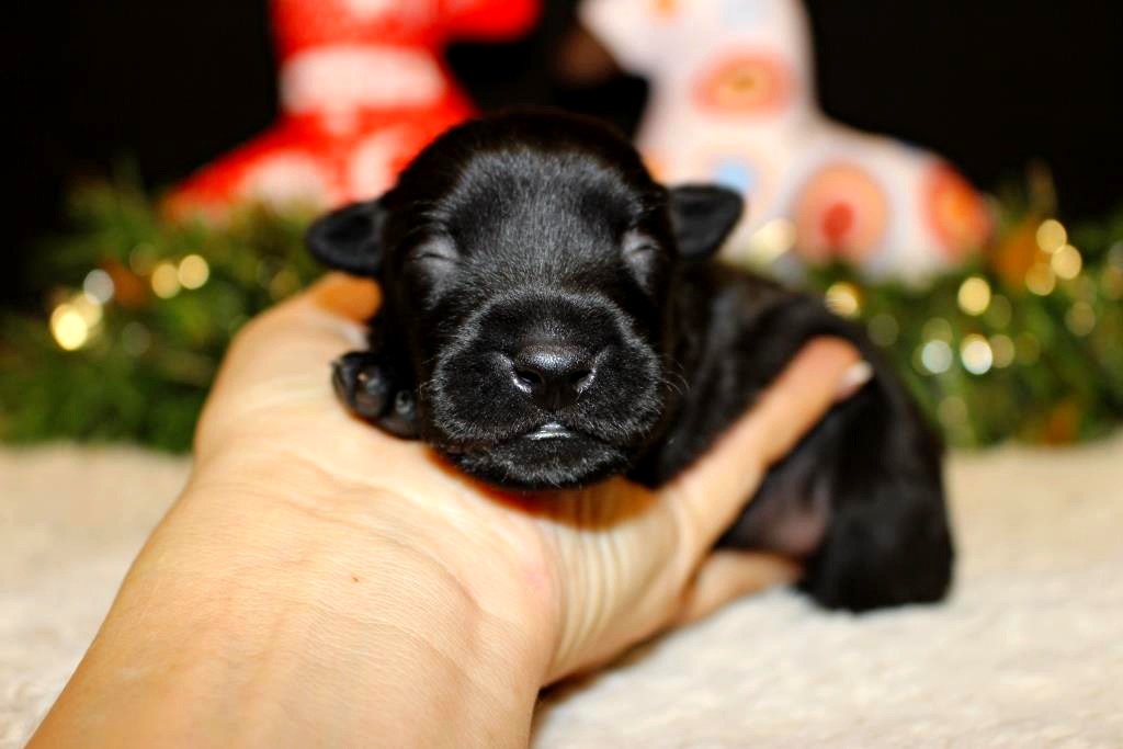 Kinich-Ahau-pitomnik-ksoloinckuintli-prodaga-sobaki-4