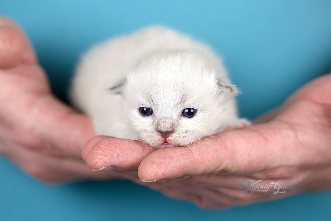 Koenig-Glance-pitomnik-nevskih-maskaradnih-koshek-kupit-kotenka