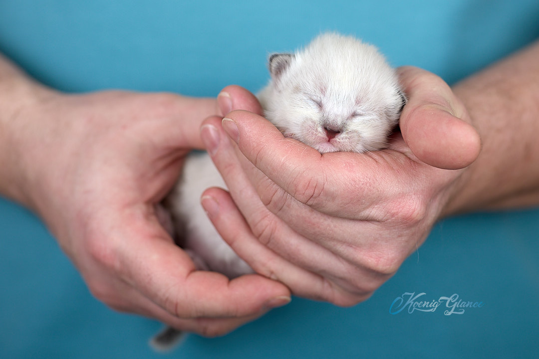 Koenig-Glance-pitomnik-nevskih-maskaradnih-koshek-prodaga-koshek