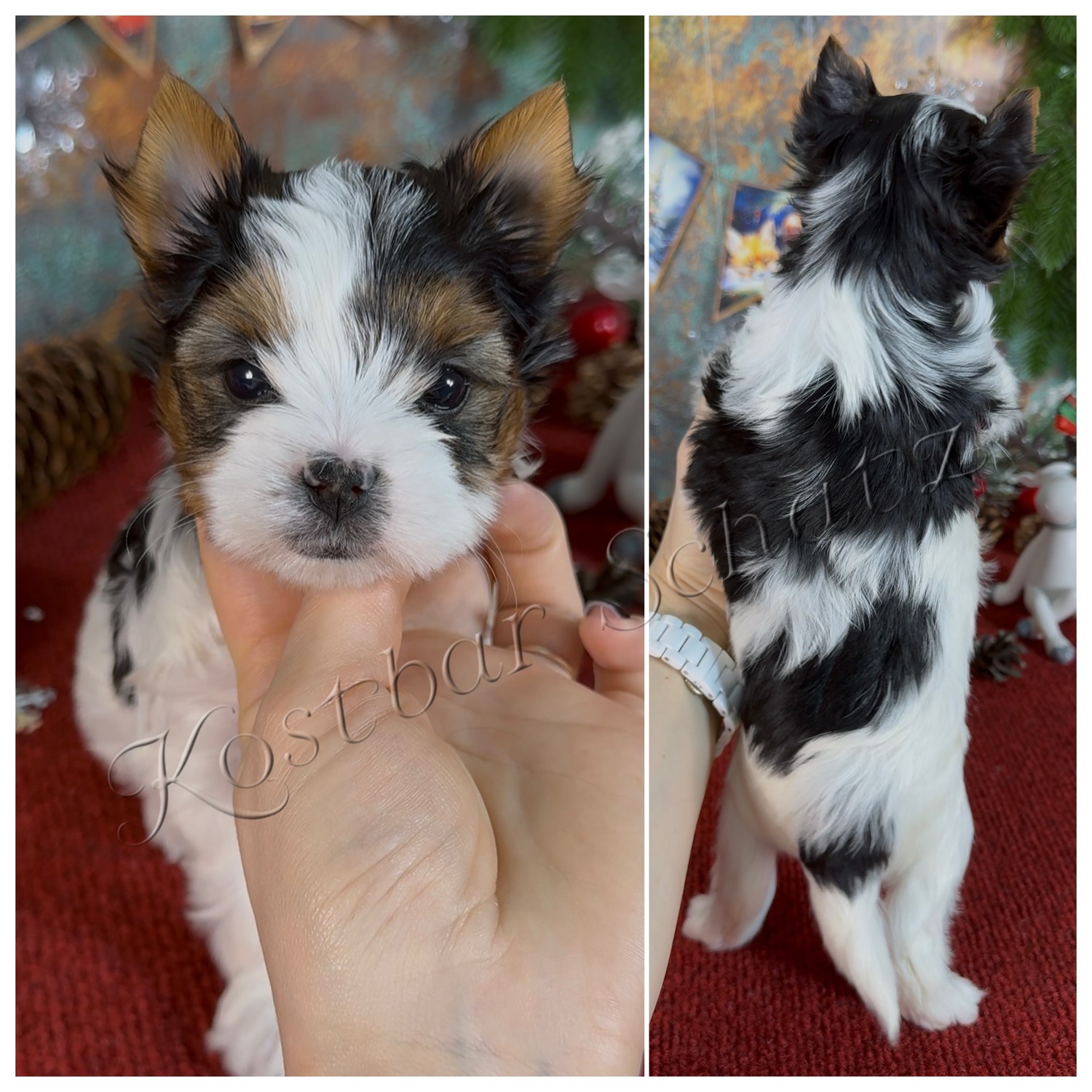 Kostbar-Schatz-pitomnik-jorkshirskih-tererov-kupit-shhenka