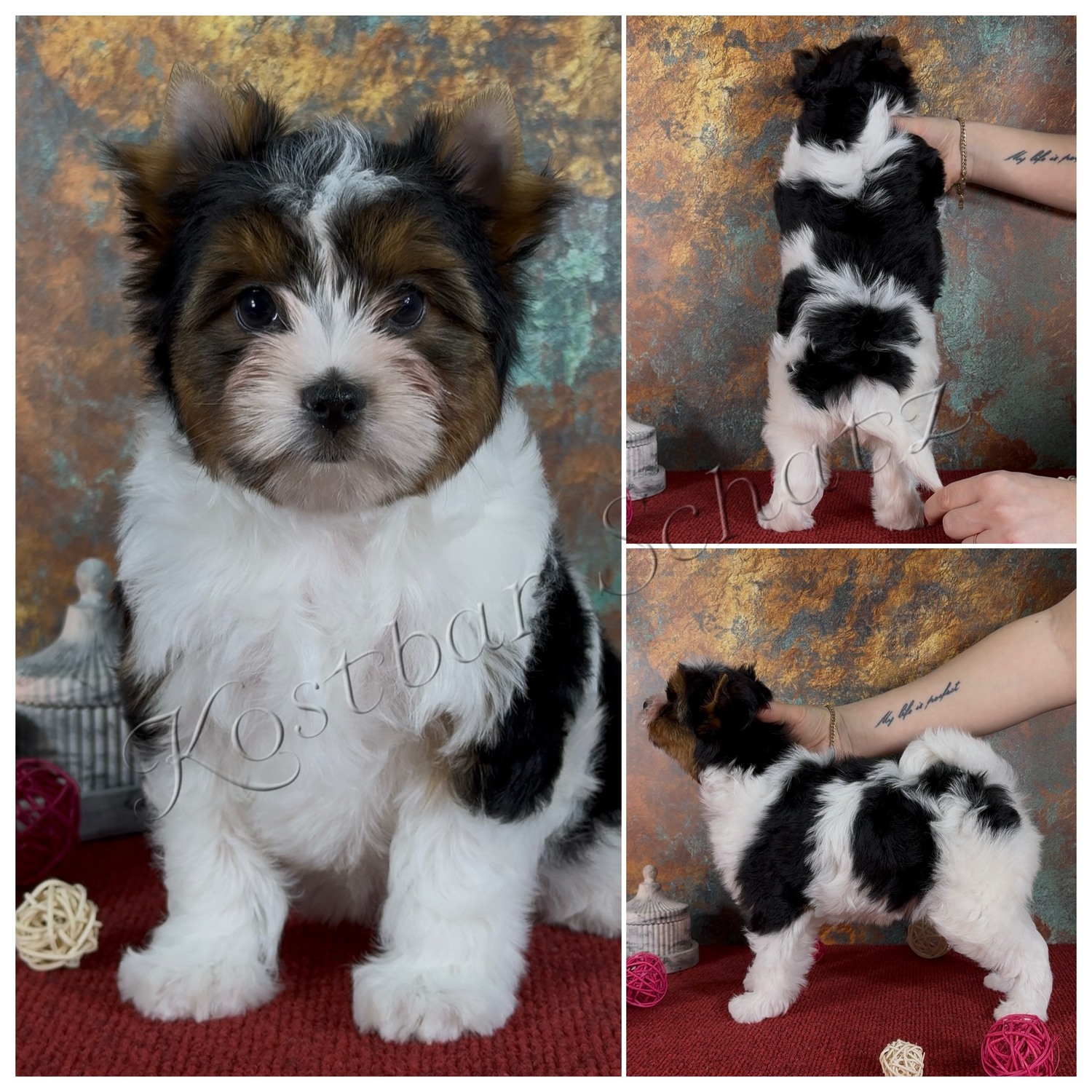 Kostbar-Schatz-pitomnik-jorkshirskih-tererov-prodaga-shhenka