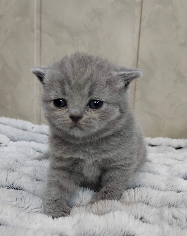 Mirasinel-pitomnik-britanskih-koshek-kupit-koshek