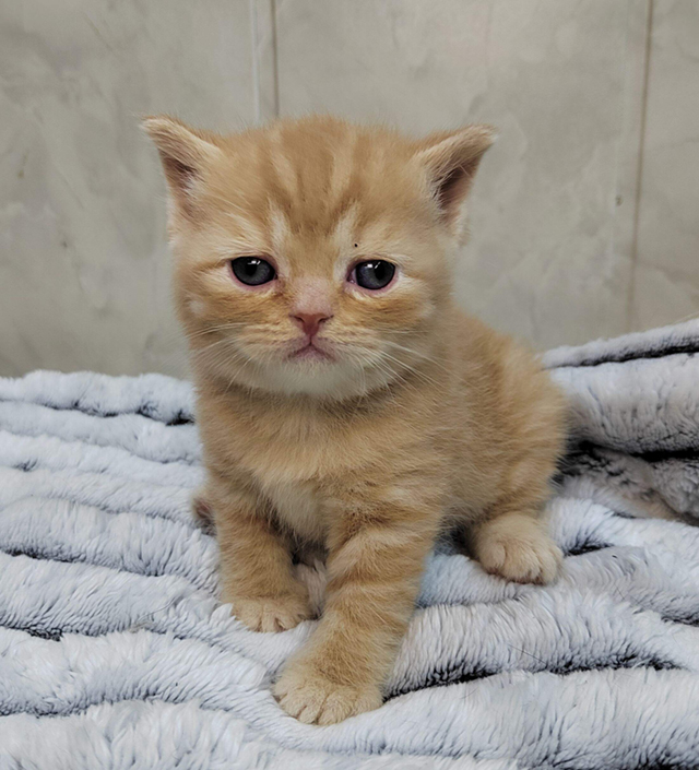 Mirasinel-pitomnik-britanskih-koshek-kupit-koshku