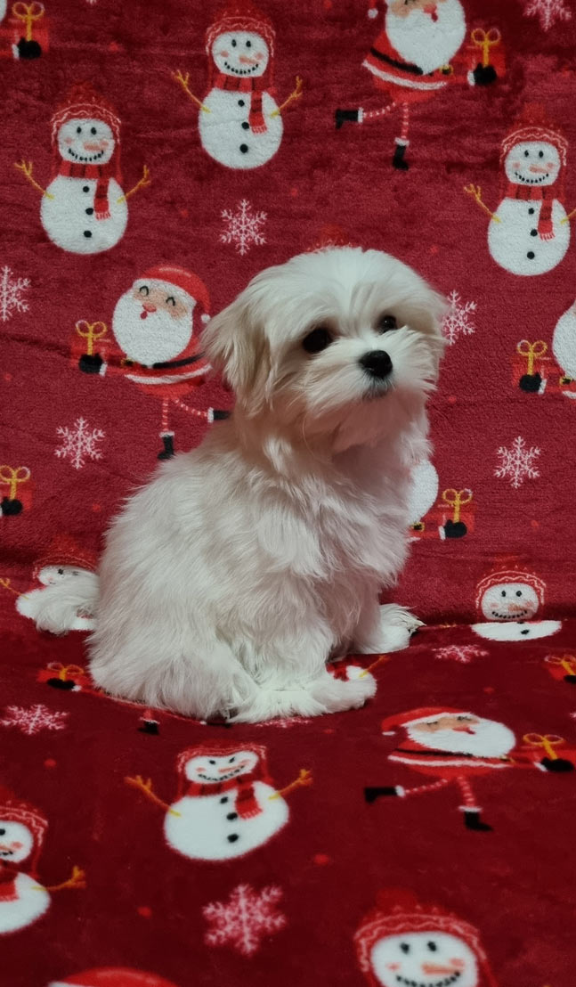 Precious-Heart-pitomnik-jorkshirskihtererov-kupit-shhenkov