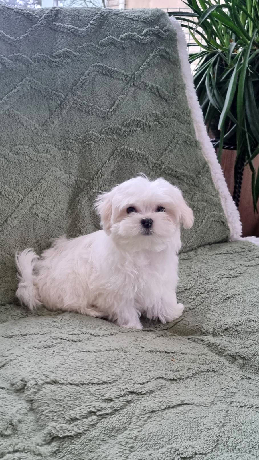 Precious-Heart-pitomnik-jorkshirskihtererov-prodaga-shhenka