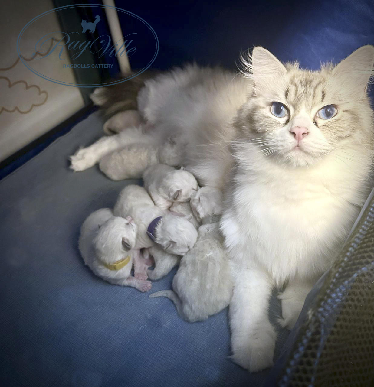 RagVille-pitomnik-regdollov-kupit-koshek