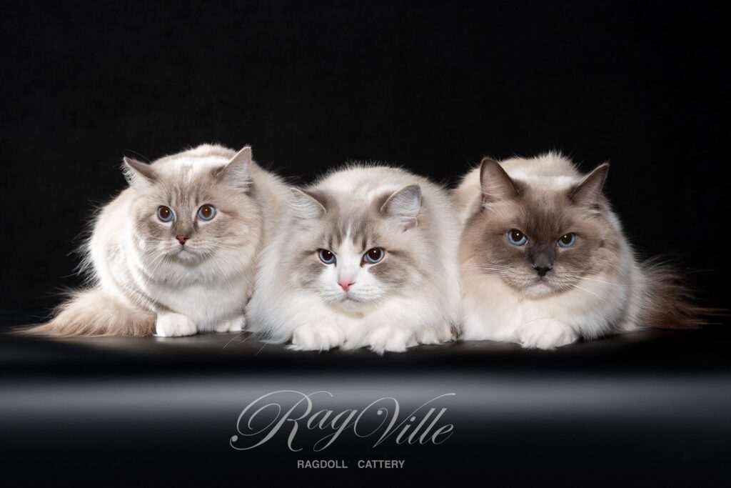 RagVille-pitomnik-regdollov-prodaga-koshek