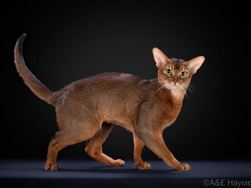 Rich-Shah-pitomnik-abissinskih-koshek-prodaga-kotenka