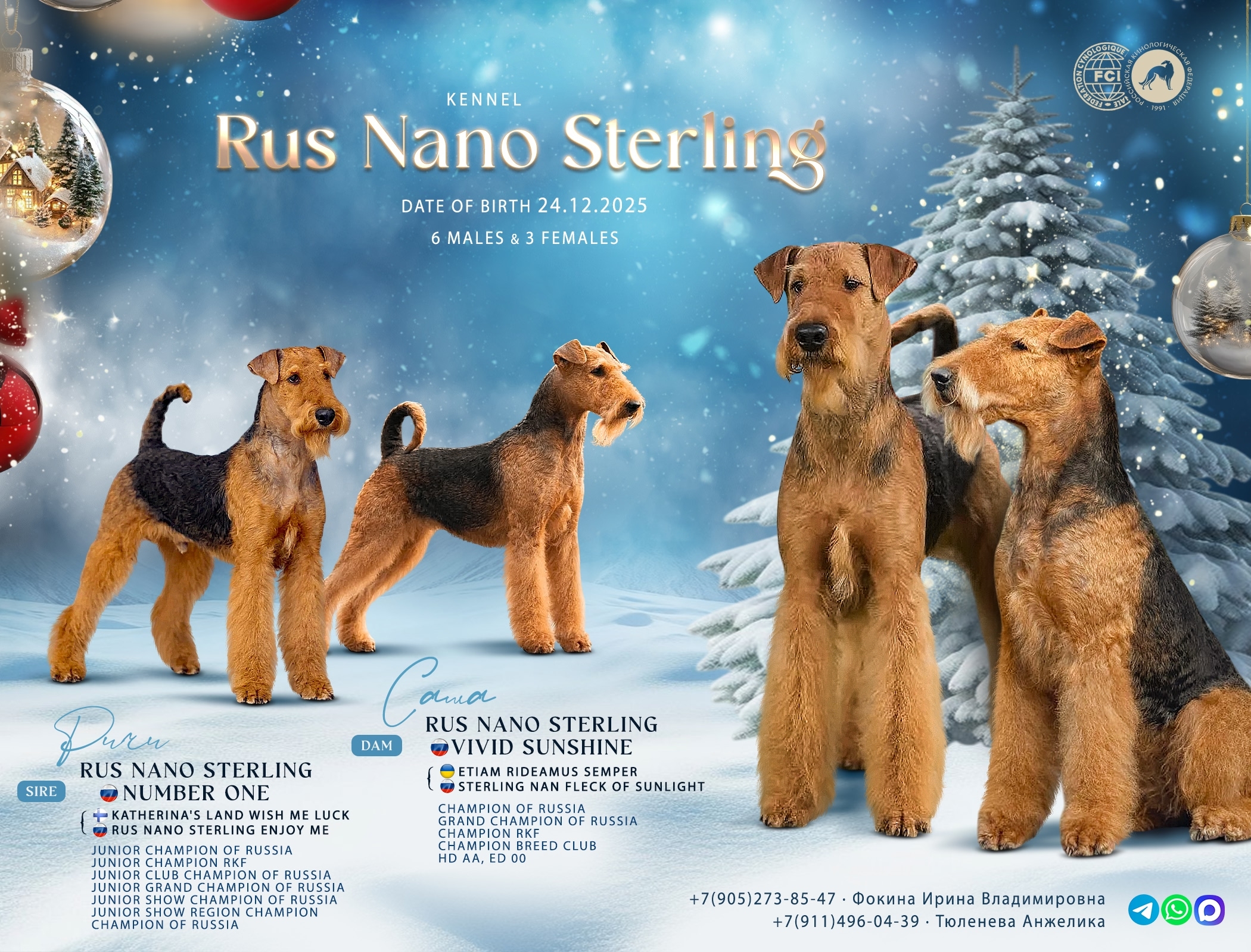 Rus-Nano-Sterling-pitomnik-erdeltererov-prodaga-shhenkov