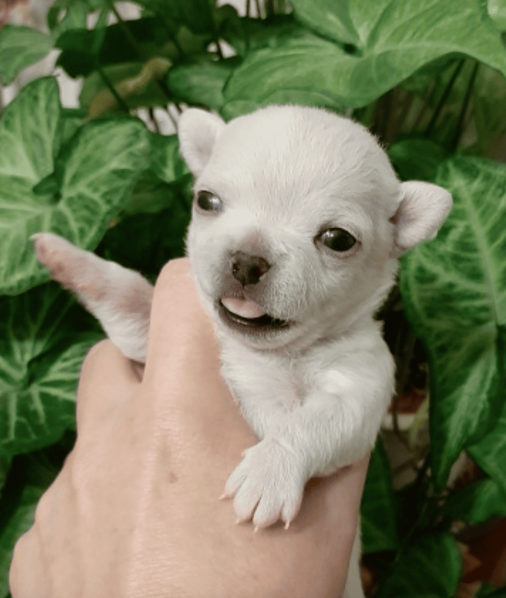 Shani-Shanpitomnik-chihuahua-prodaga-shhenka