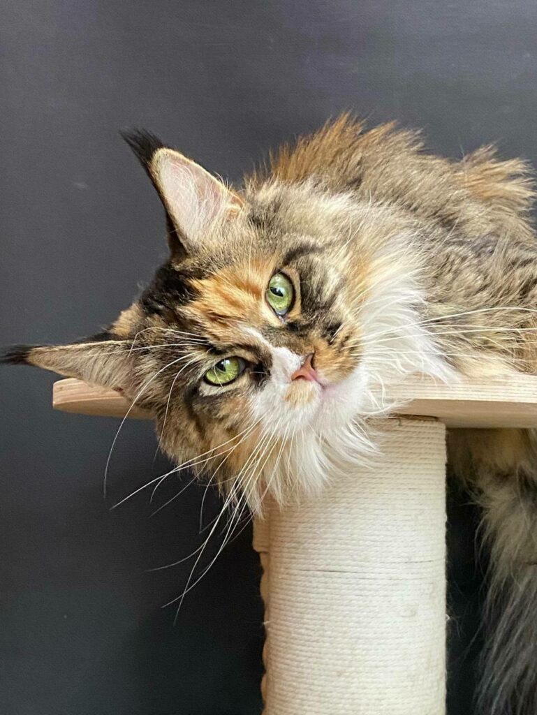 Silver-Valley-pitomnik-mejn-kunov-prodaga-kotjat