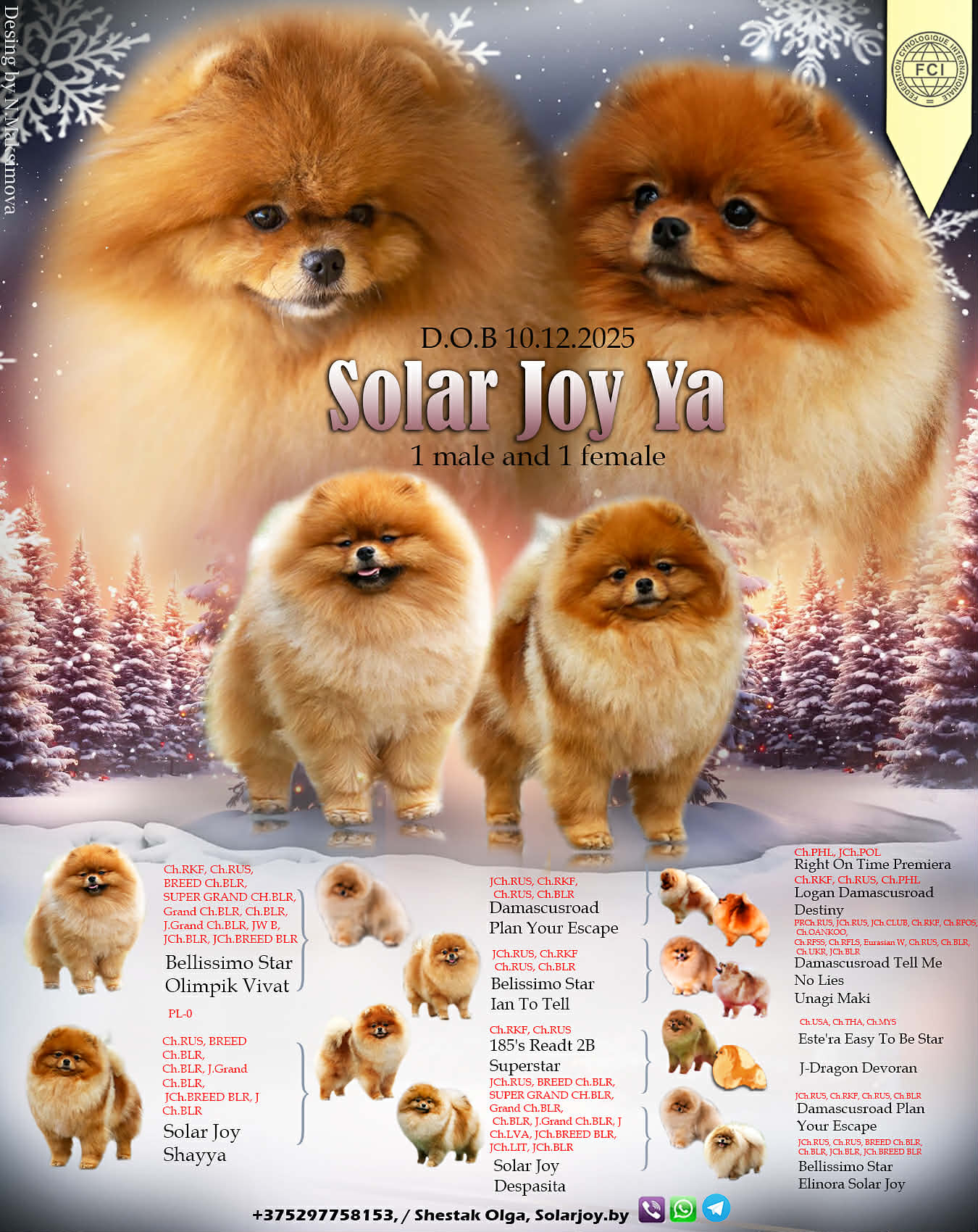 Solar-Joy-itomnik-pomeranskih-shpicev-kupit-sobak