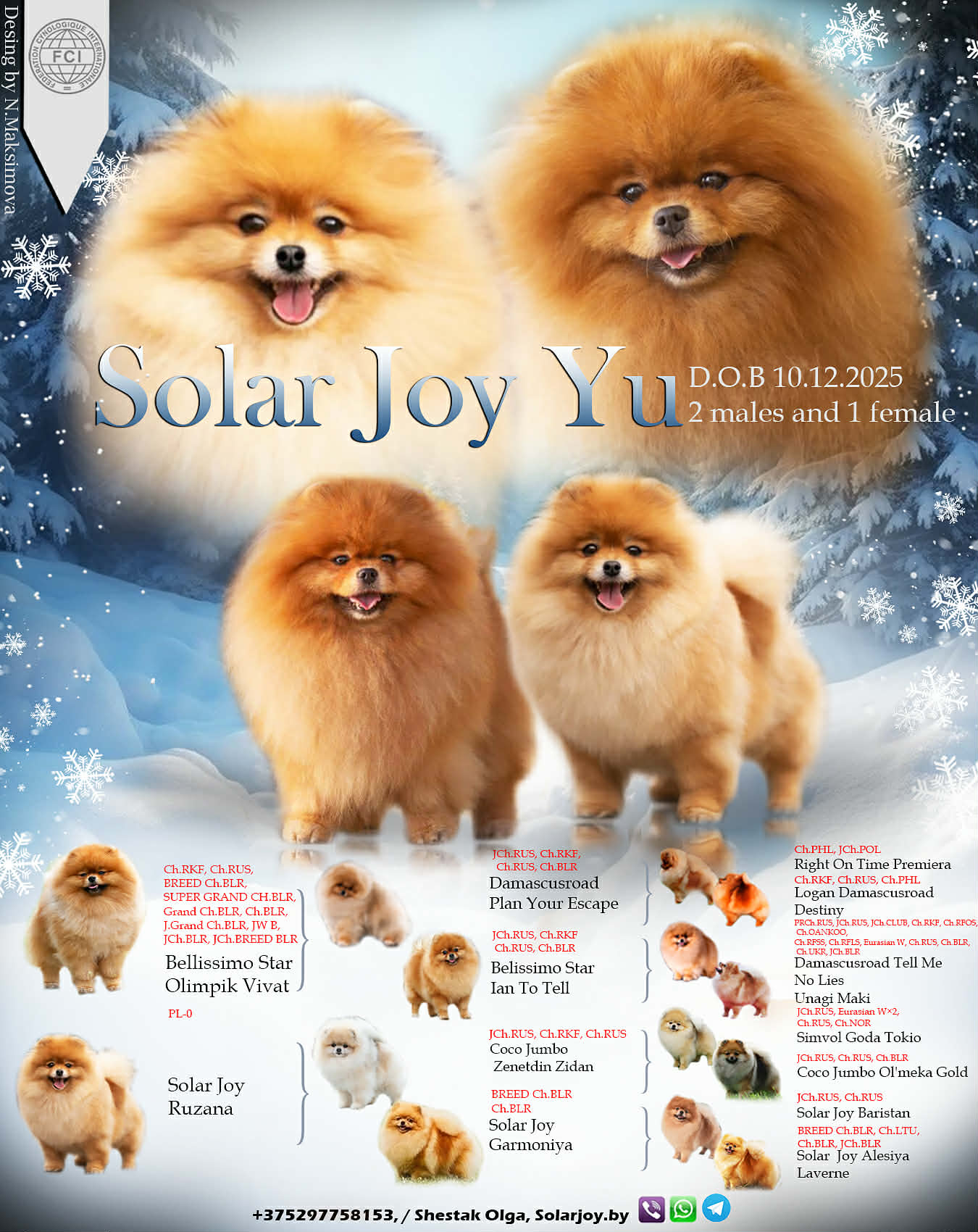 Solar-Joy-itomnik-pomeranskih-shpicev-kupit-sobaku