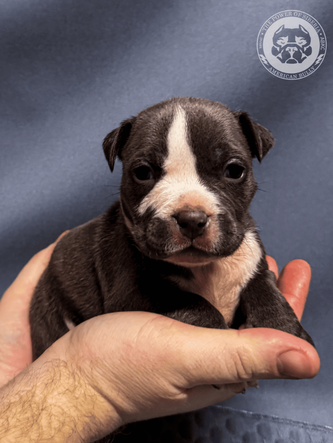 The-Power-of-Siberia-pitomnik-amerikanskih-bulli-kupit-shhenka