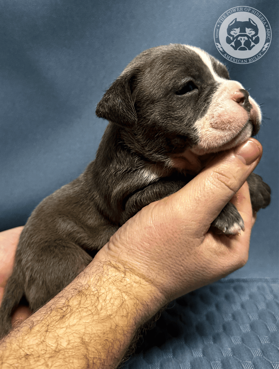 The-Power-of-Siberia-pitomnik-amerikanskih-bulli-kupit-shobak