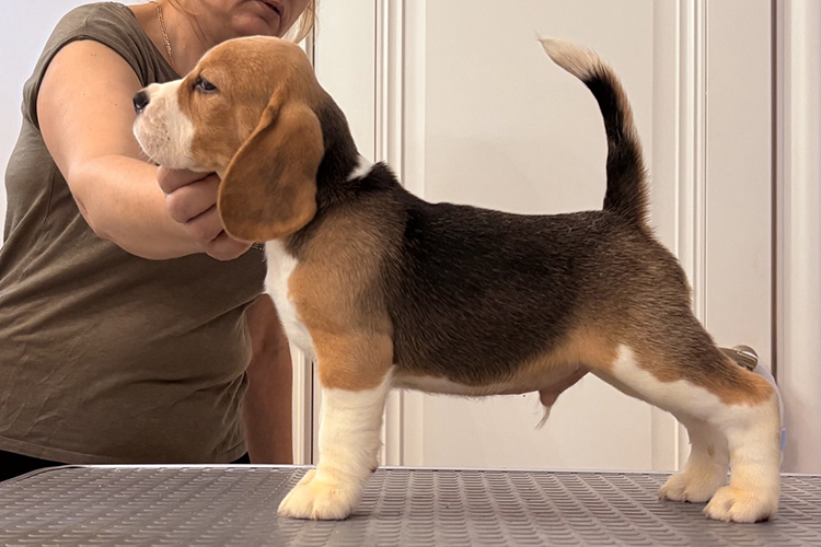 To-be-lucky-pitomnik-biglej-kupit-shhenka