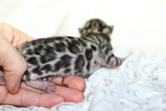 Wild-Benganelio-pitomnik-bengalskih-koshek-prodaga-kotenka-1