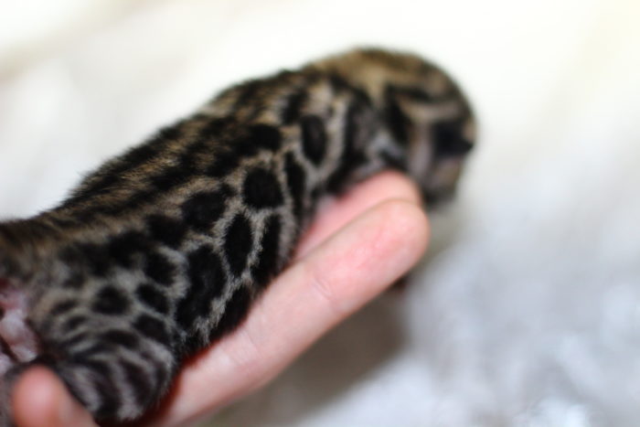 Wild-Benganelio-pitomnik-bengalskih-koshek-prodaga-kotenka