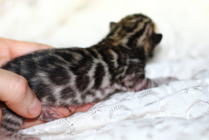 Wild-Benganelio-pitomnik-bengalskih-koshek-prodaga-kotjat