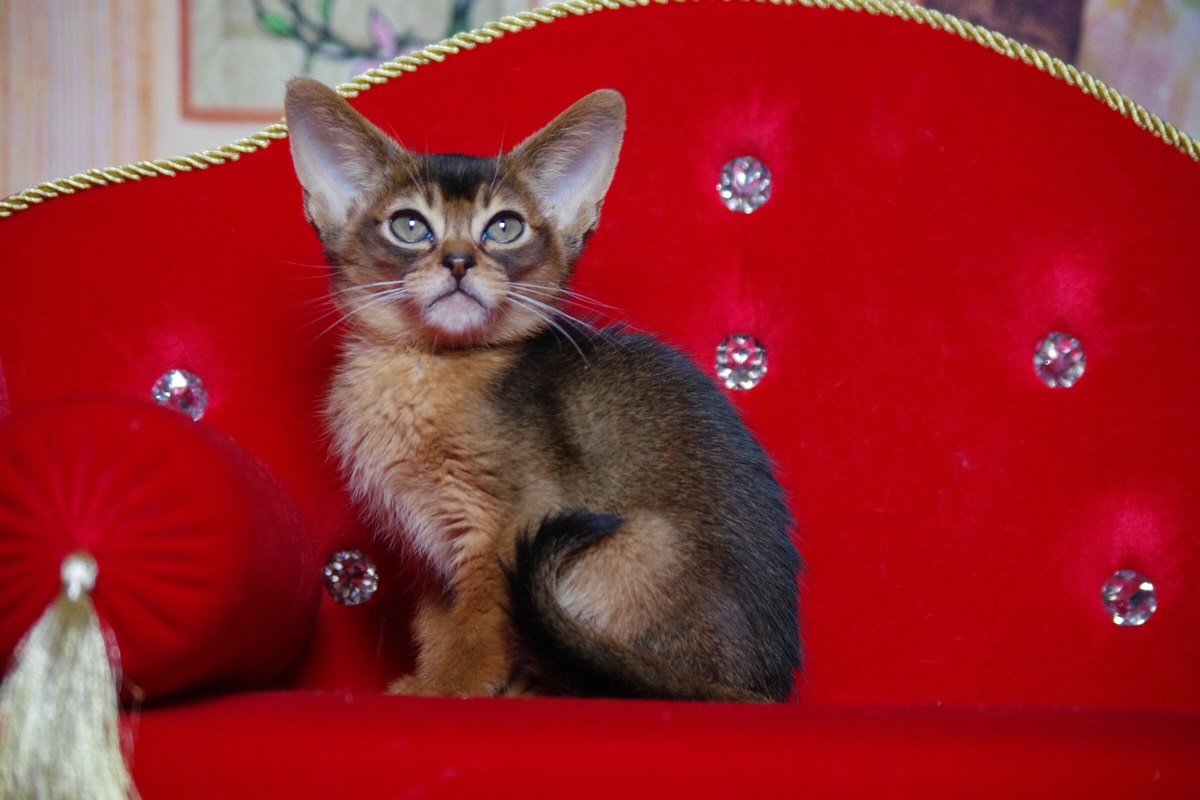 abissinskaya-koshka-kupit-koshku