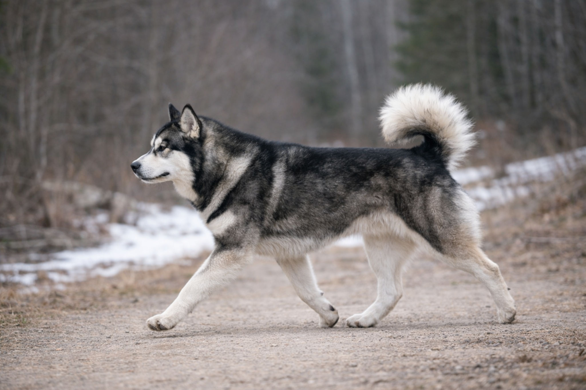 alaskinskiy-malamut-kotsebu-dvizhenie-rabochiy-tip-foto