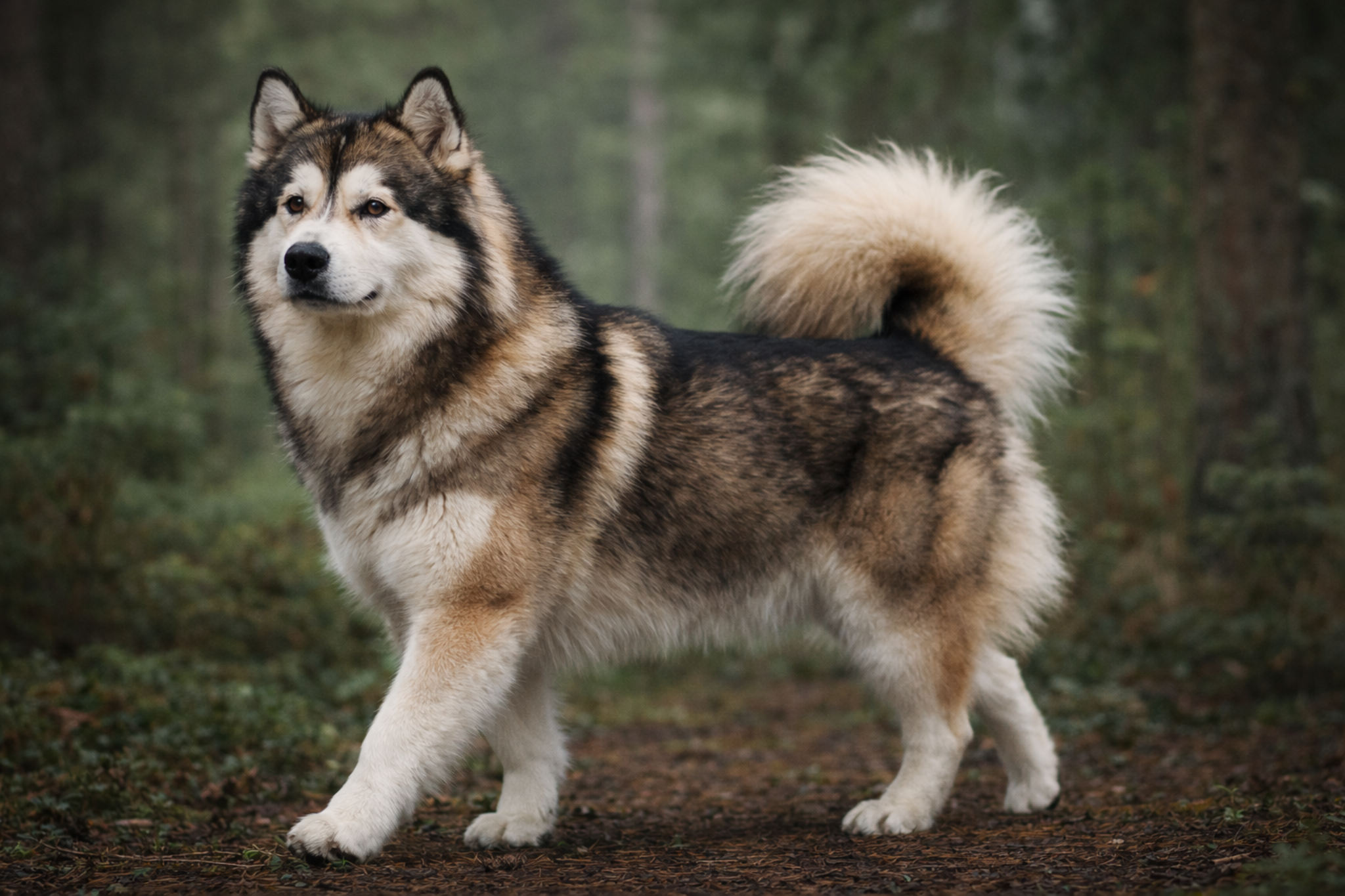 alaskinskiy-malamut-soboliniy-okras-foto