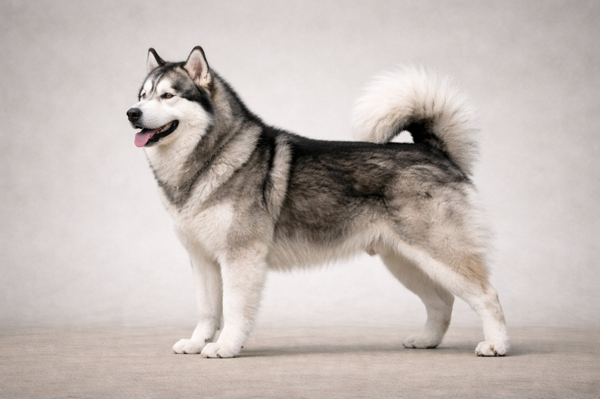 alaskinskiy-malamut-standart-porody-eksterer-foto