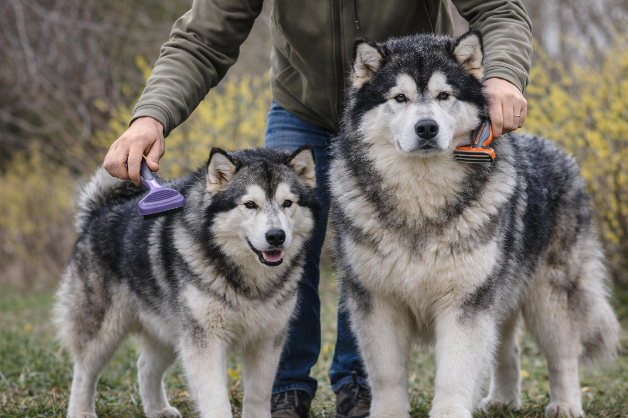 alaskinskiy-malamut-uhod-i-soderzhanie-raznye-linii-foto
