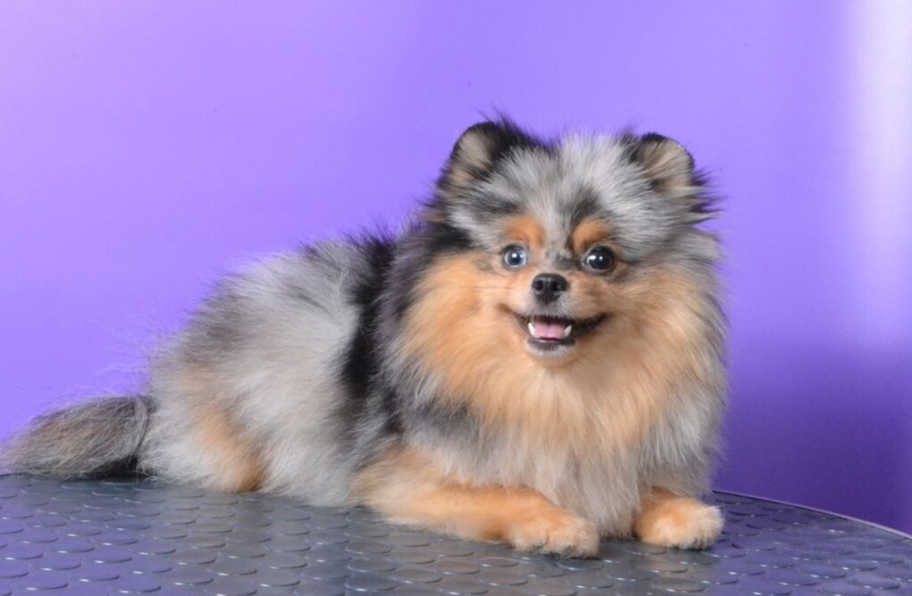 alirikon-pitomnik-shpicev-prodaga-shhenka